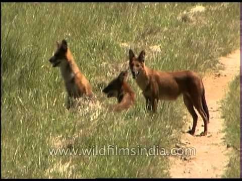 Did all dogs originate from the Dhole or Wild Dog species?