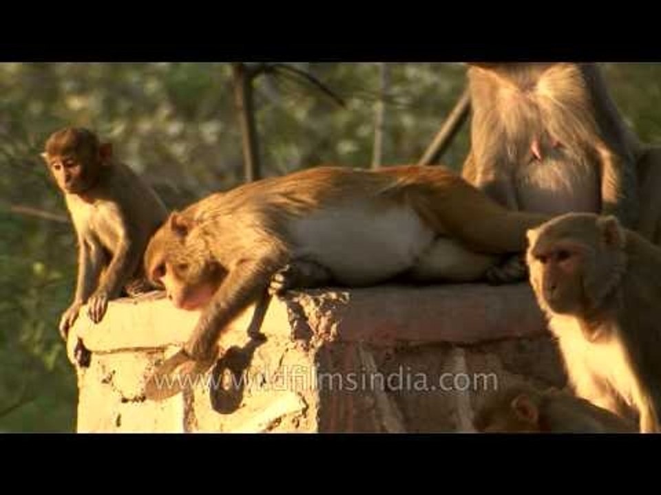 Movie freak monkeys: This monkey definitely wants to see a DVD!