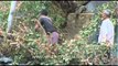 A tree being chopped down to make way for construction