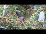 A tree being chopped down to make way for construction