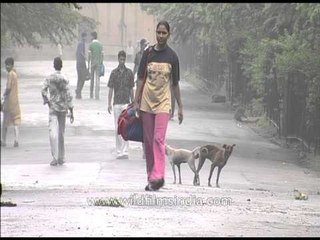 Dogs mating: The world passes by as they perform on the street!