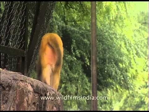 Monkeys loitering around in the streets of Delhi