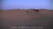 Desert Safari on Camels till late evening in Thar desert near Jaisalmer