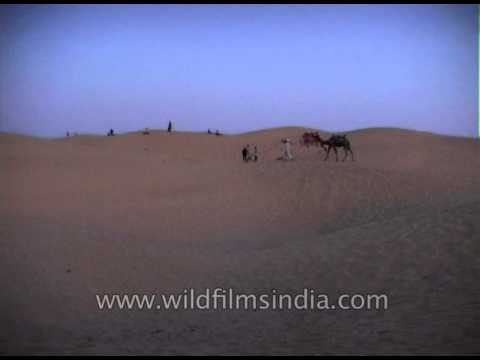 Desert Safari on Camels till late evening in Thar desert near Jaisalmer