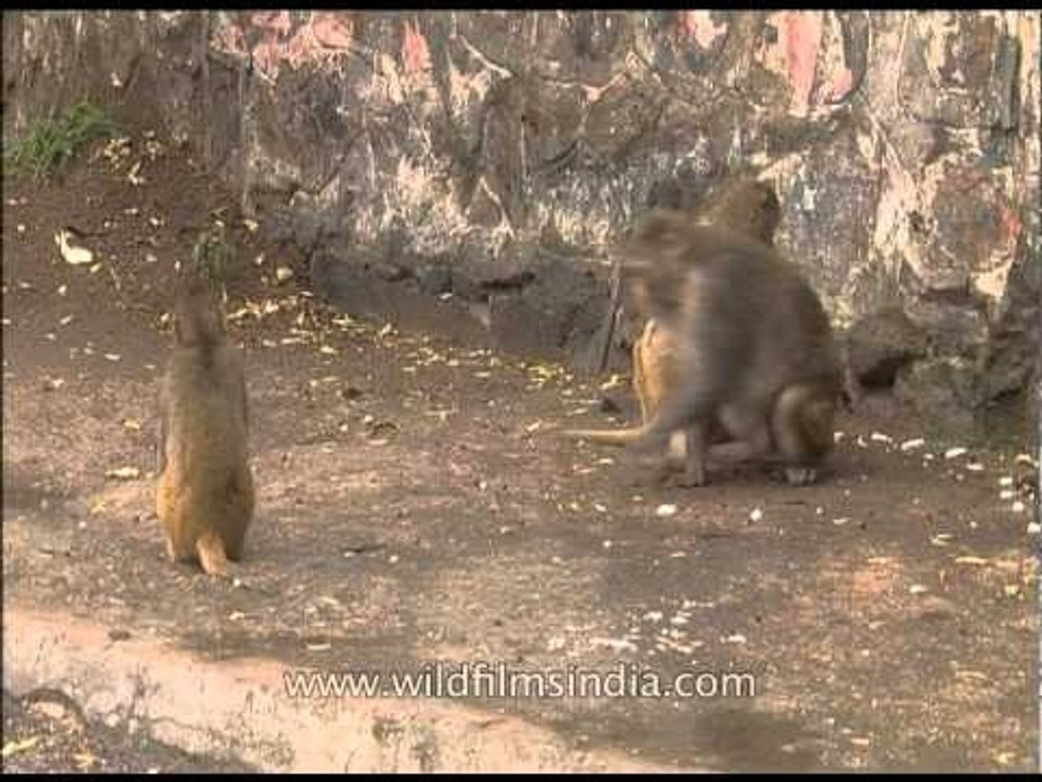 Monkeying around in the rain