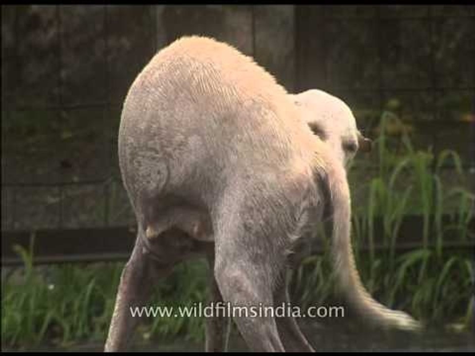 Poor homeless stray dog gets wet in the rain