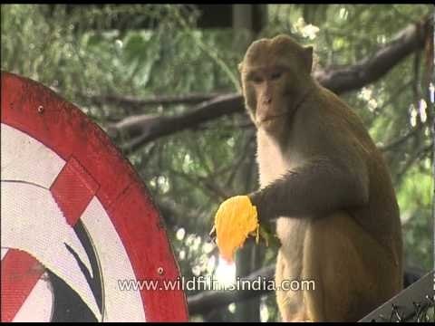 Man feeds mangos to urban bratty monkeys