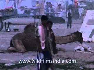 Me and my camel: Rajasthan's Pushkar