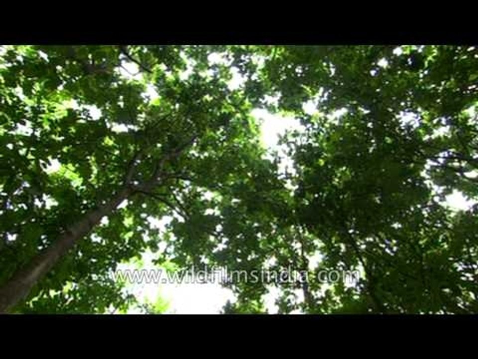 Dense forest of Uttar Pradesh