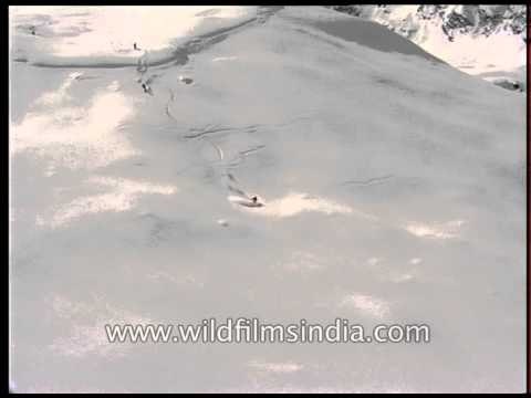 Aerial view of Heli-skiing in Himalaya