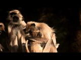 Group of gray langurs in Sariska tiger reserve