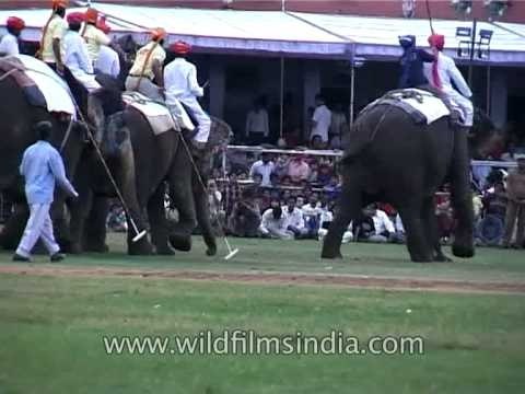 Elephant polo at the Jaipur Elephant Festival