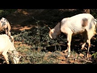 Goats feeding on thorny kikar in Rajasthan
