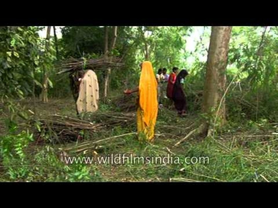 Selective timber collecting in the forest of Uttar Pradesh