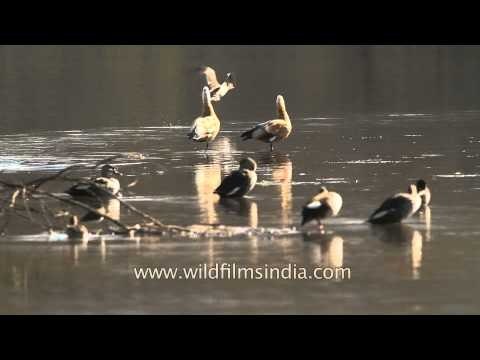 Ruddy Shelducks and Spotbills in Sariska National Park