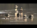 Ruddy Shelducks and Spotbills in Sariska National Park