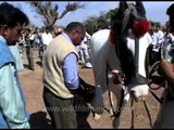 Pushkar Cattle Fair - Selecting the best horse breed, Rajasthan