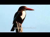 Gorgeous - a White-breasted Kingfisher soaking in the sun