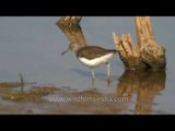 A Common Sandpiper in Sariska National Park