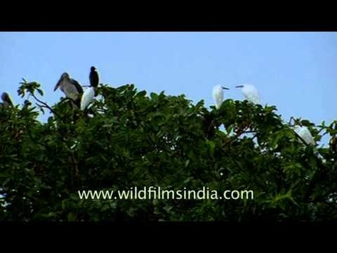 Migrating season attracts birds in Uttar Pradesh