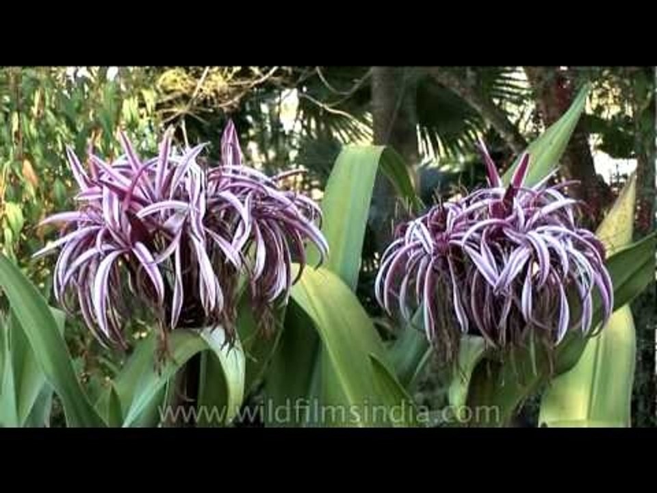 Crinum Lillies