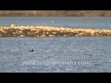 Birds swimming in the rippling waters of Sariska makes the heart skip a beat