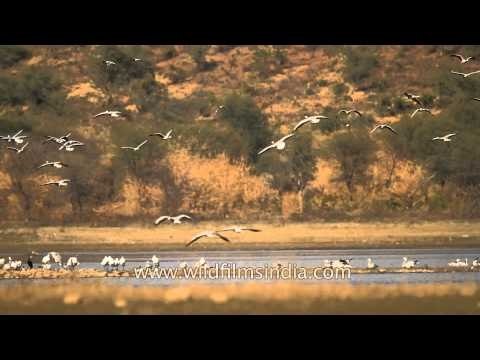 Bar-headed Geese and waterfowl at Tehla jheel, Sariska