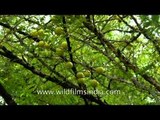 Indian Gooseberry growing wild in the forests of Uttar Pradesh
