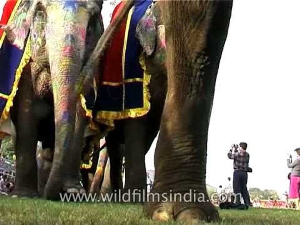 Elephants walk the walk at the Jaipur Elephant Festival