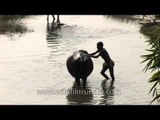 Bathing a bovine in a stream in rural Uttar Pradesh, India