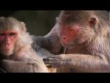 Rhesus Macaques de-ticking each other