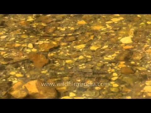 Villagers feeding eels and fish in Ruparel river near Sariska