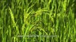 Green paddy fields growing with rice in Uttar Pradesh