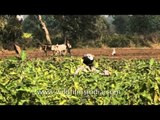 Agriculture: Livelihood of rural Settlers in Uttar Pradesh, India