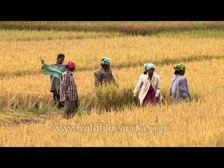 Women farmers in Karnataka cut their paddy crops
