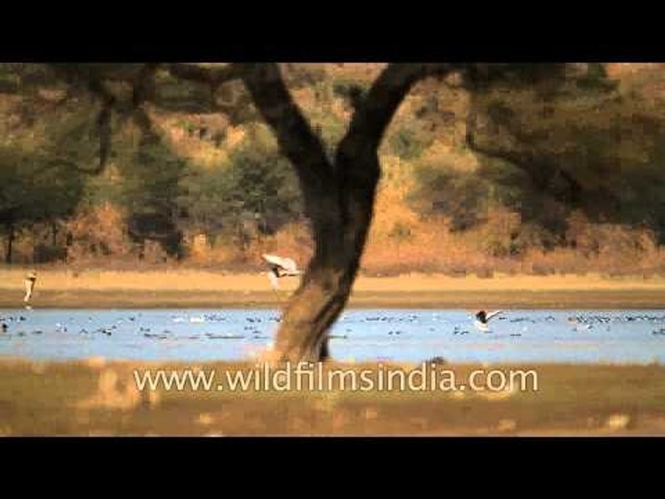 Picturesque flocks of aquatic birds in Sariska
