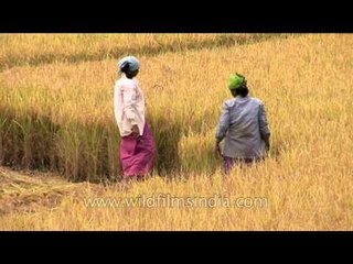 Women cutting mature paddy in Karnataka before harvest!