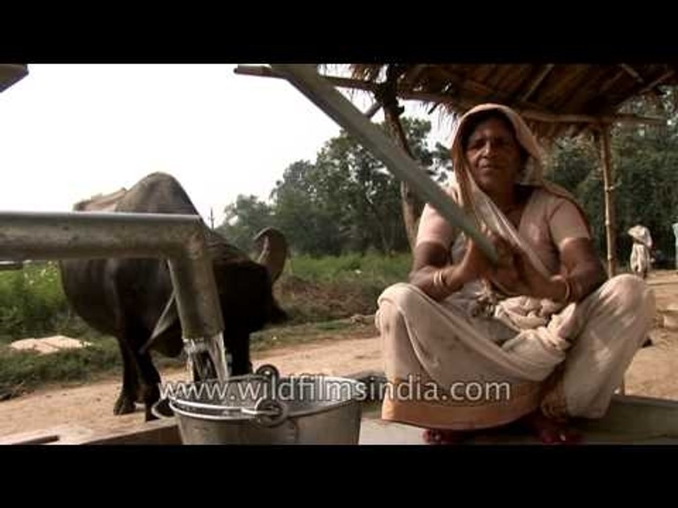 Buffalo drinking water from hand pump in Uttar...