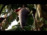 Banana blossom or heart - Edible banana flower in Karnataka