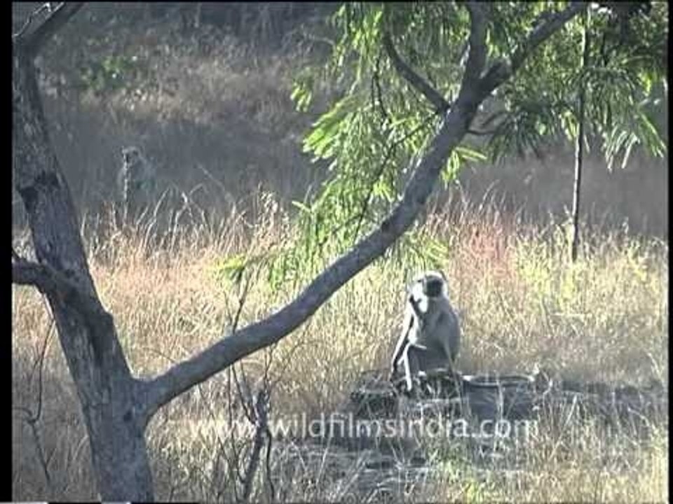 Langur in Bandhavgarh, Madhya Pradesh