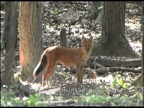 The Dhole : endangered wild dog