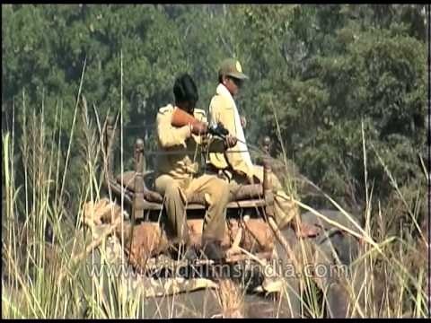 Deer being rescued by forest department staff at Kanha National Park