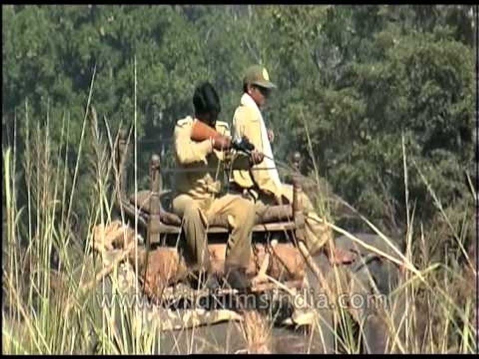 Deer being rescued by forest department staff at Kanha National Park