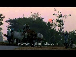 Bullock cart riding in rural Karnataka, India