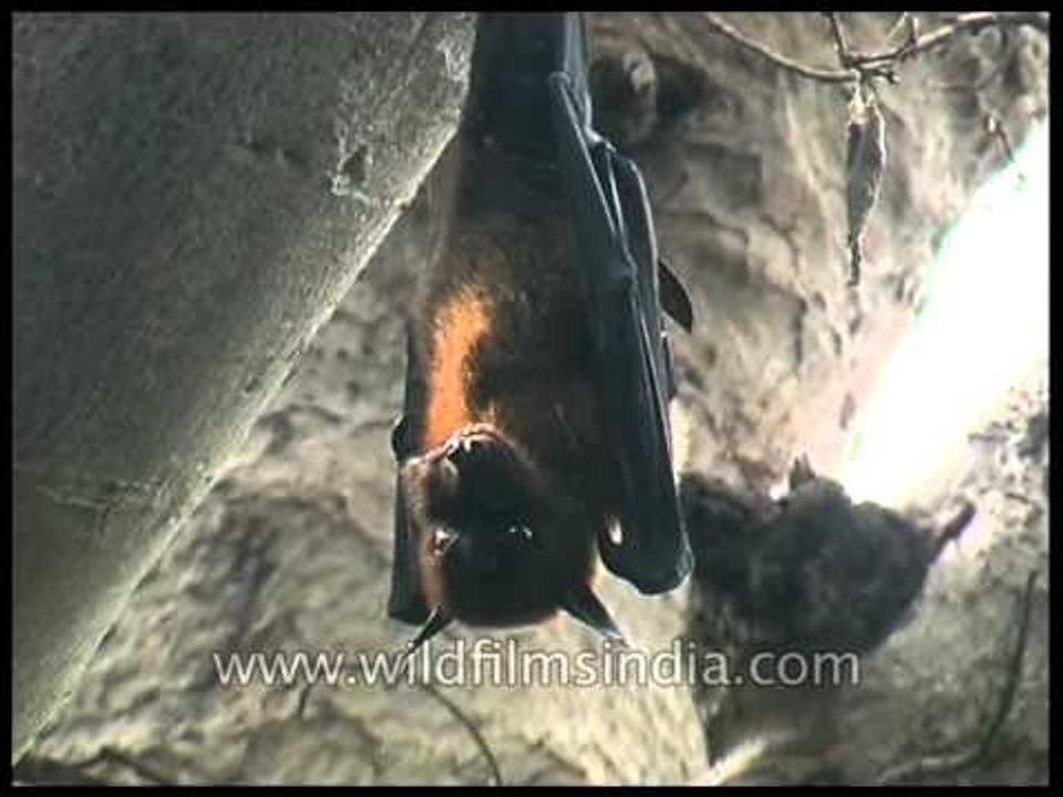 Fruit Bat hanging from a tree