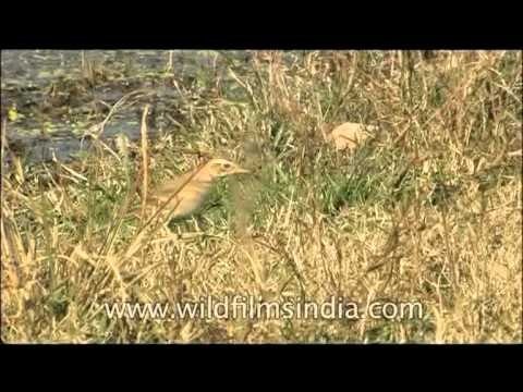 Birds by the Ramganga River in Corbett National Park, Uttaranchal, India.