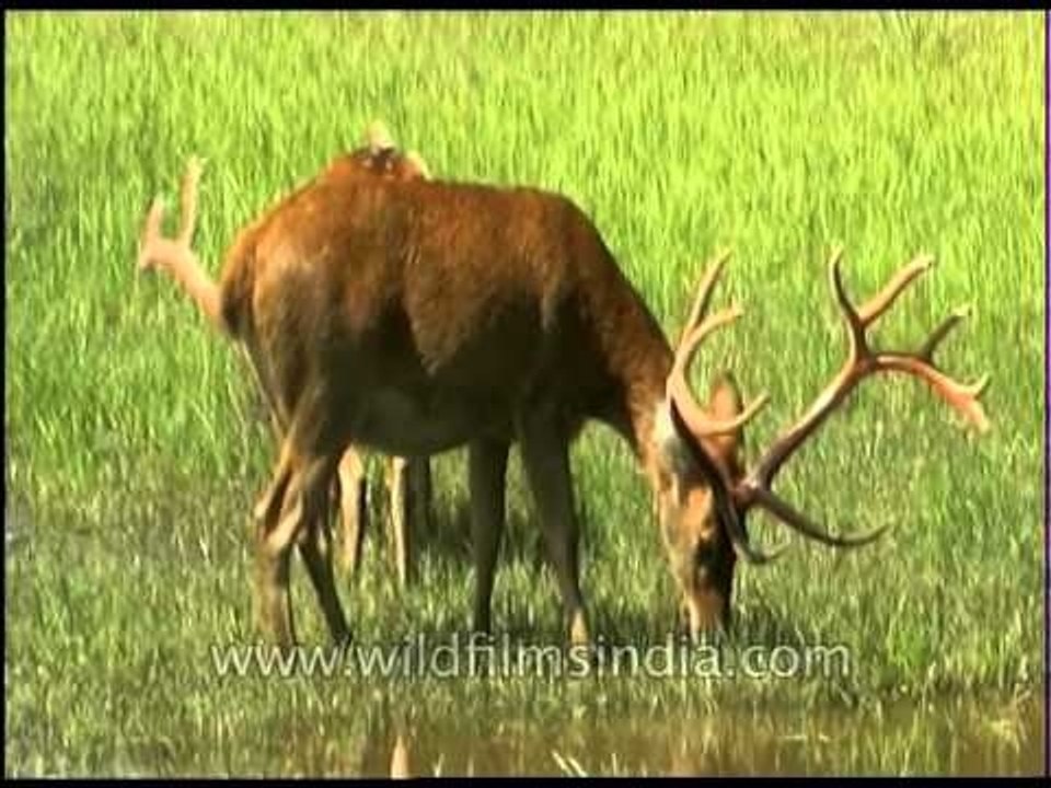 Barasingha drinking water