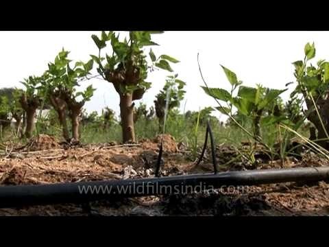 Irrigation sprinkler for agricultural purposes in Karnataka