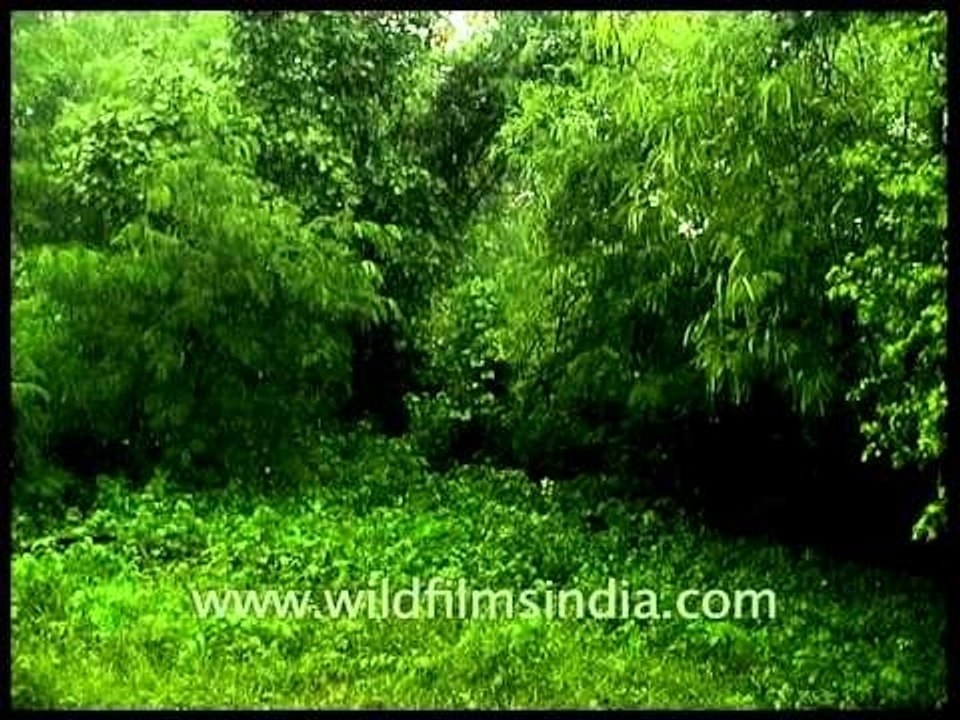 Heavy rainfall during Indian Monsoon