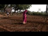 Seed broadcasting or planting in Uttar Pradesh